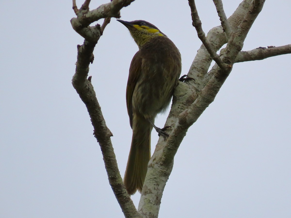 Mangrove Honeyeater - ML644125361