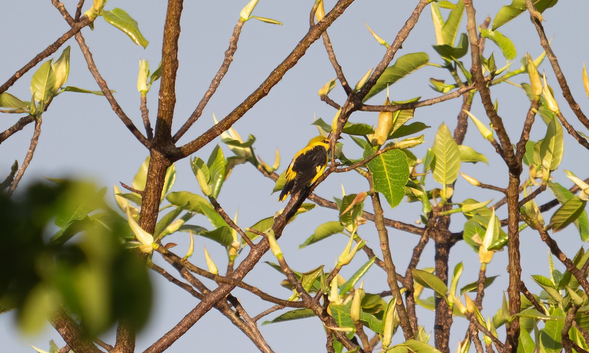 Эгэл шаргач - ML644125363