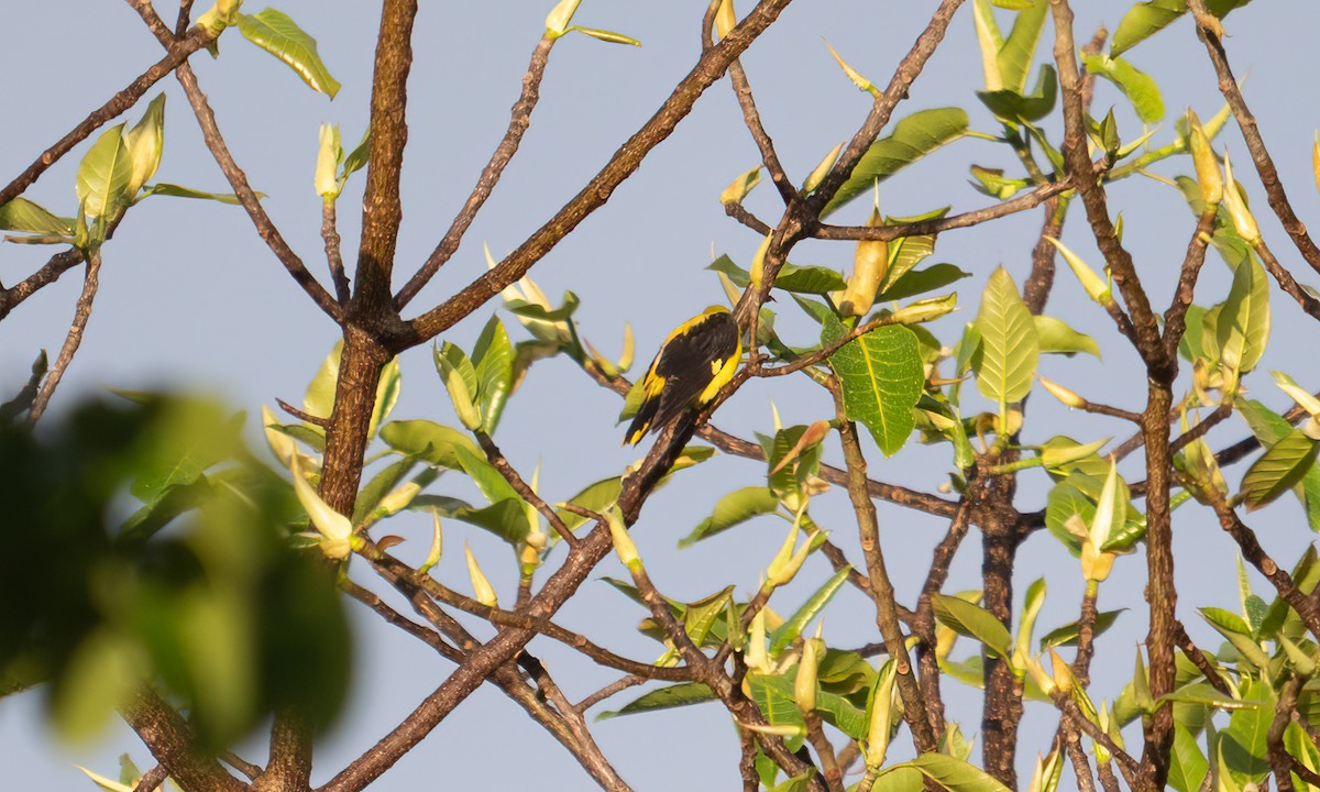 Эгэл шаргач - ML644125364