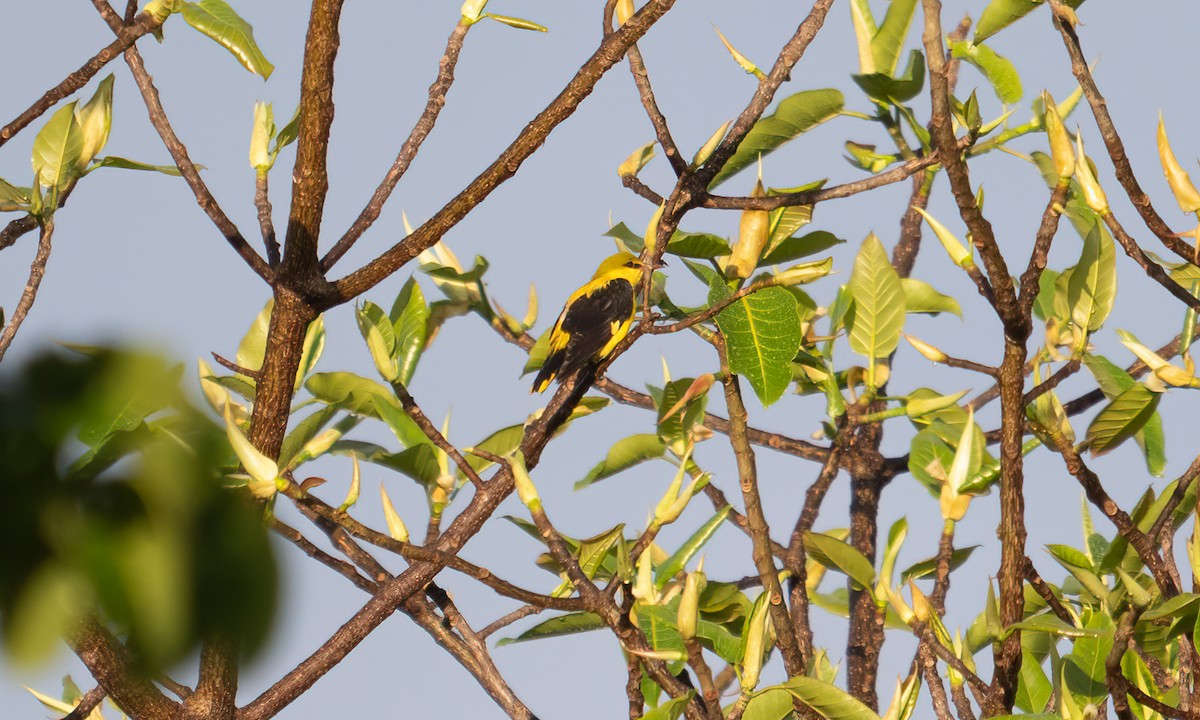 Эгэл шаргач - ML644125365