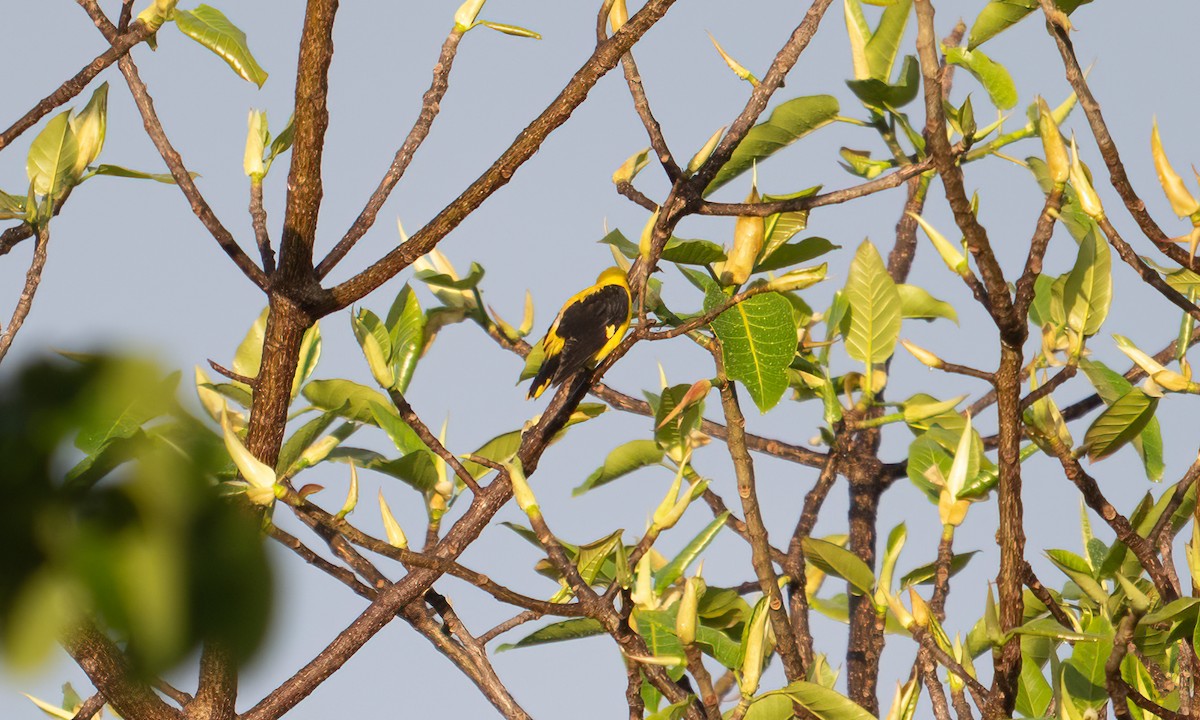 Эгэл шаргач - ML644125366