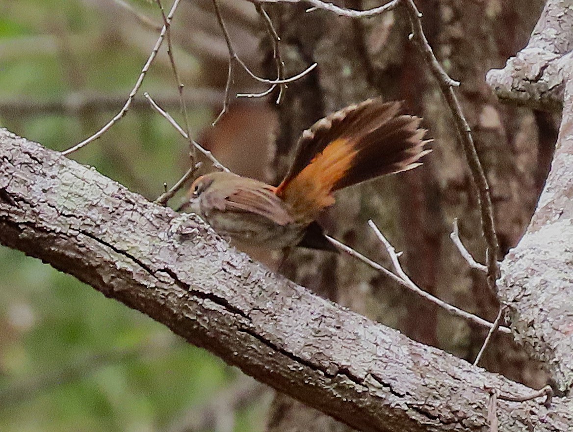 Australian Rufous Fantail - ML644125384