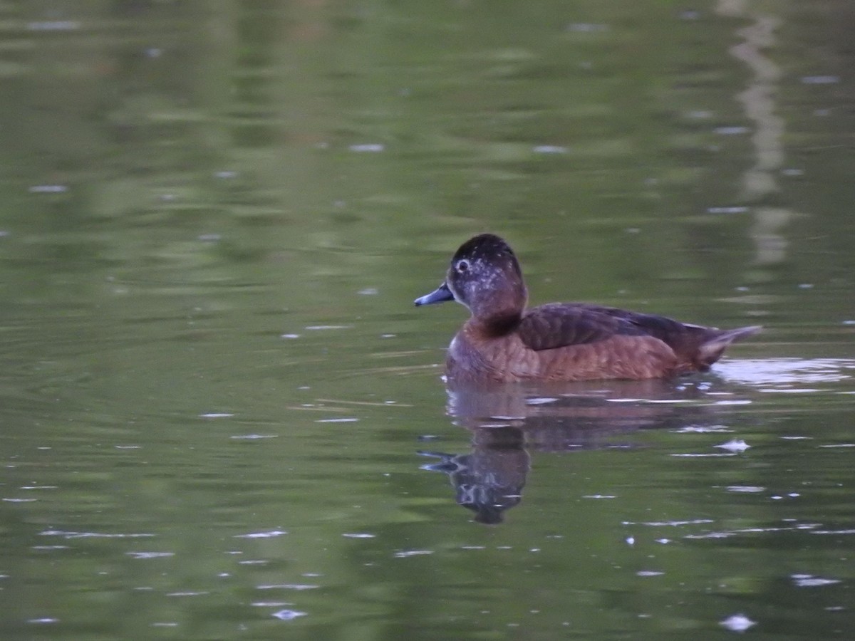Ring-necked Duck - ML644125386