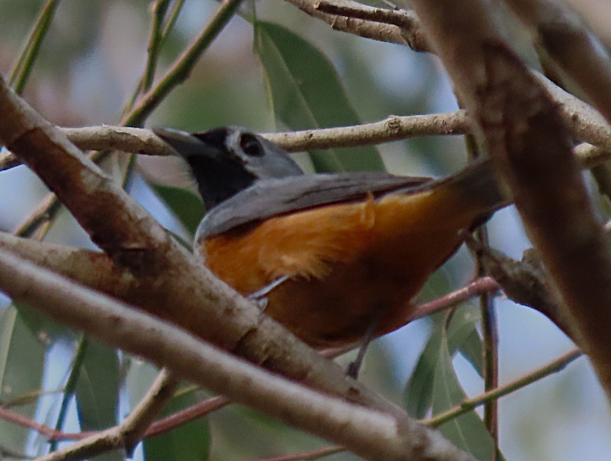 Black-faced Monarch - ML644125392