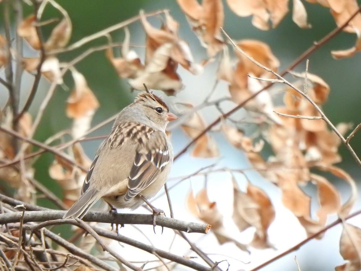 White-crowned Sparrow - ML644125393