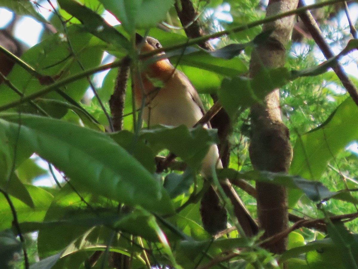 Leaden Flycatcher - ML644125418