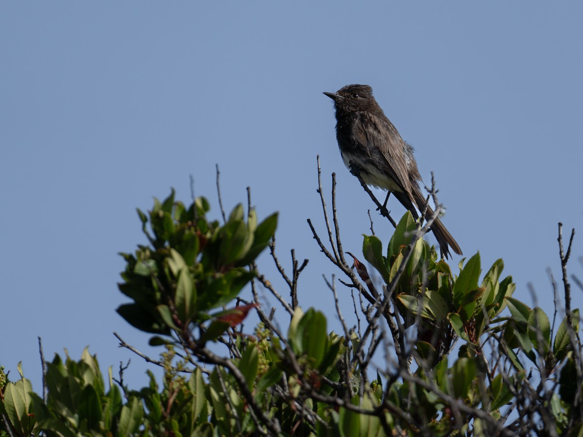 Black Phoebe - ML644125419