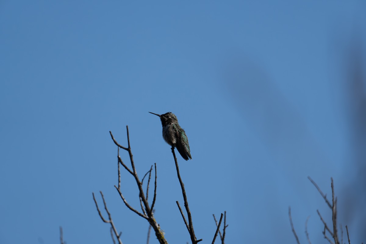 Anna's Hummingbird - ML644125439