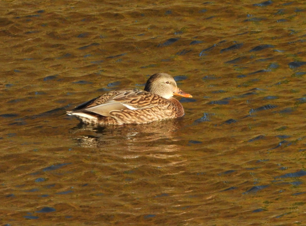 Mallard - ML644125440