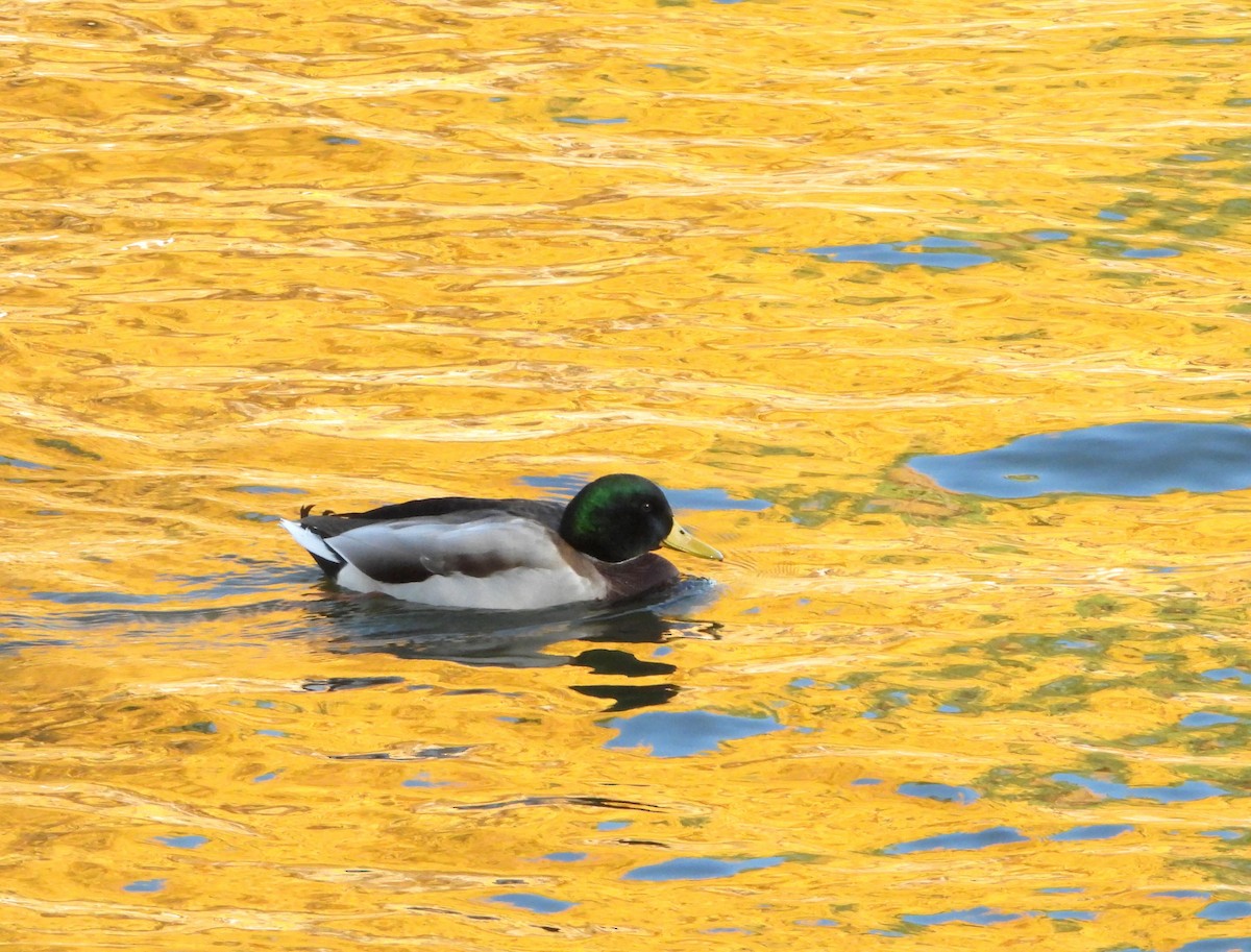 Mallard - ML644125441