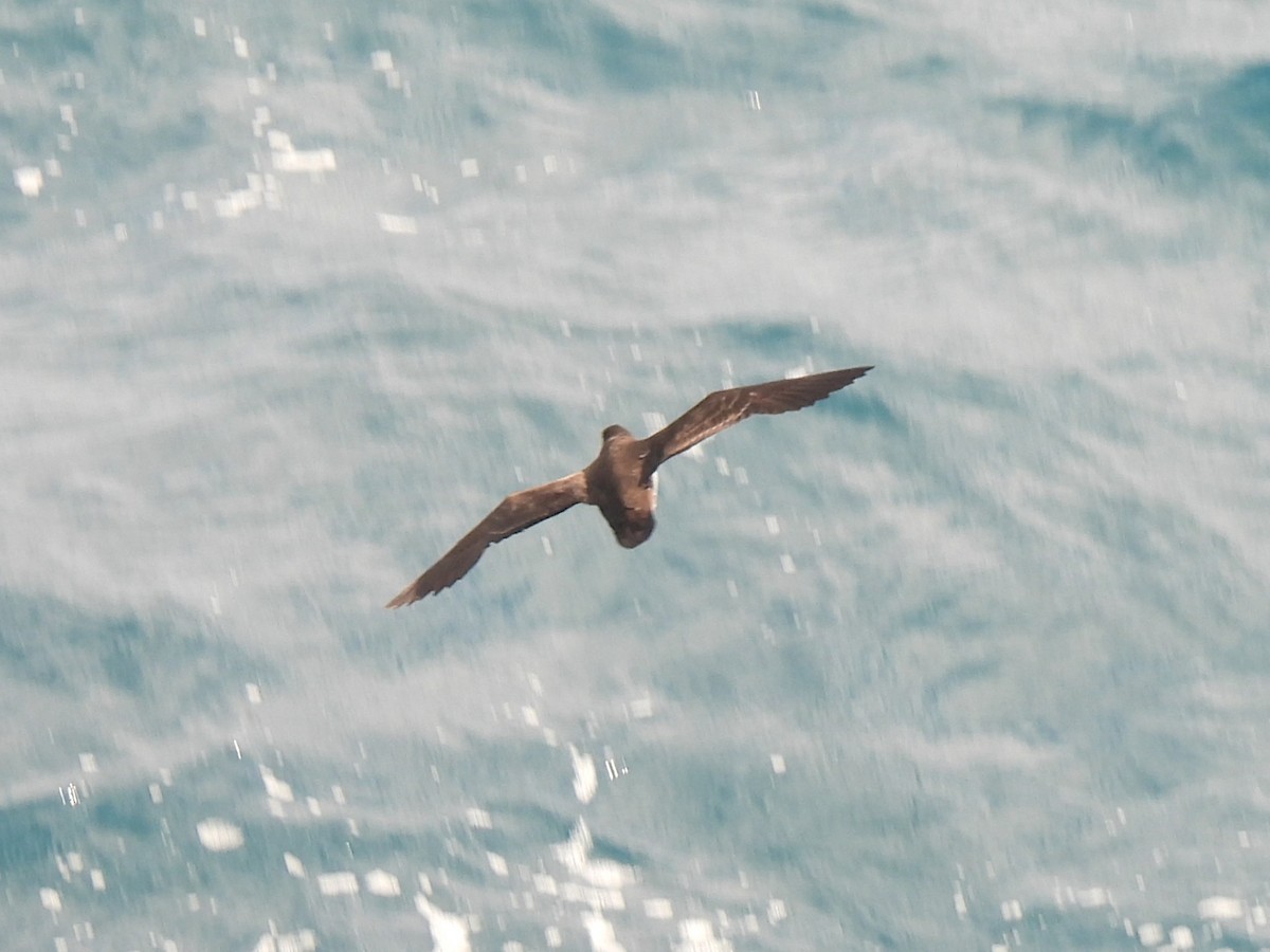 Puffin des Galapagos - ML644125442