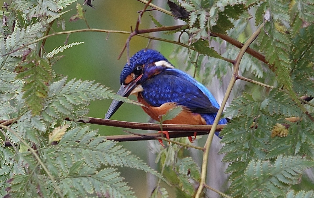 Blue-eared Kingfisher - ML644125446