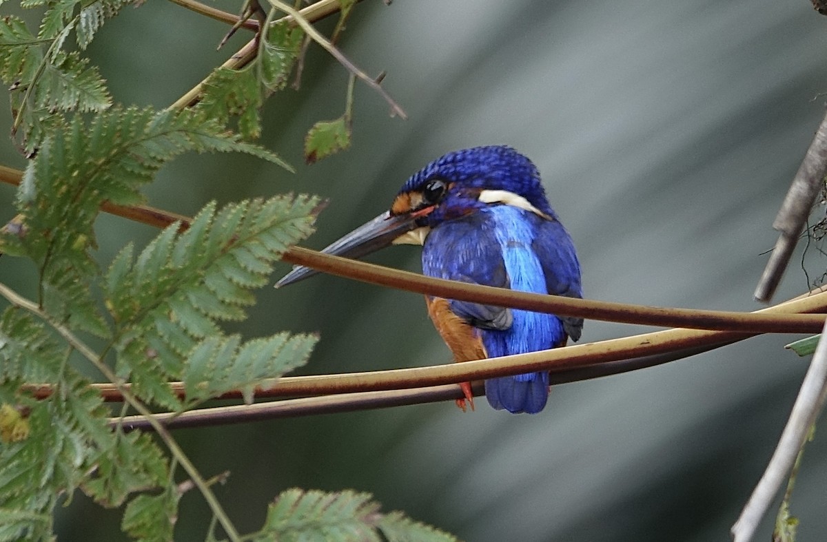 Blue-eared Kingfisher - ML644125447