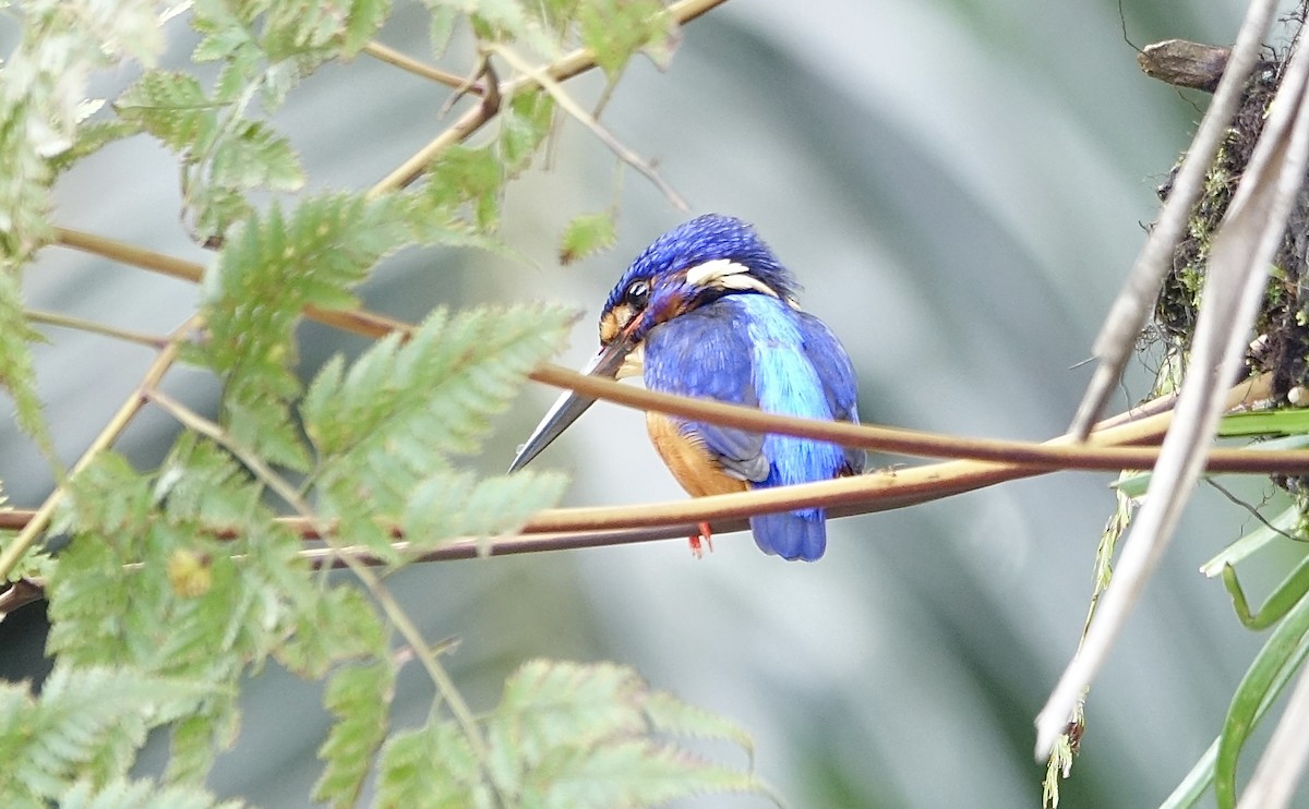 Blue-eared Kingfisher - ML644125448