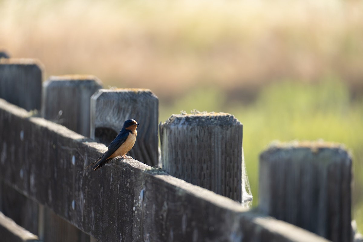 Barn Swallow - ML644125450