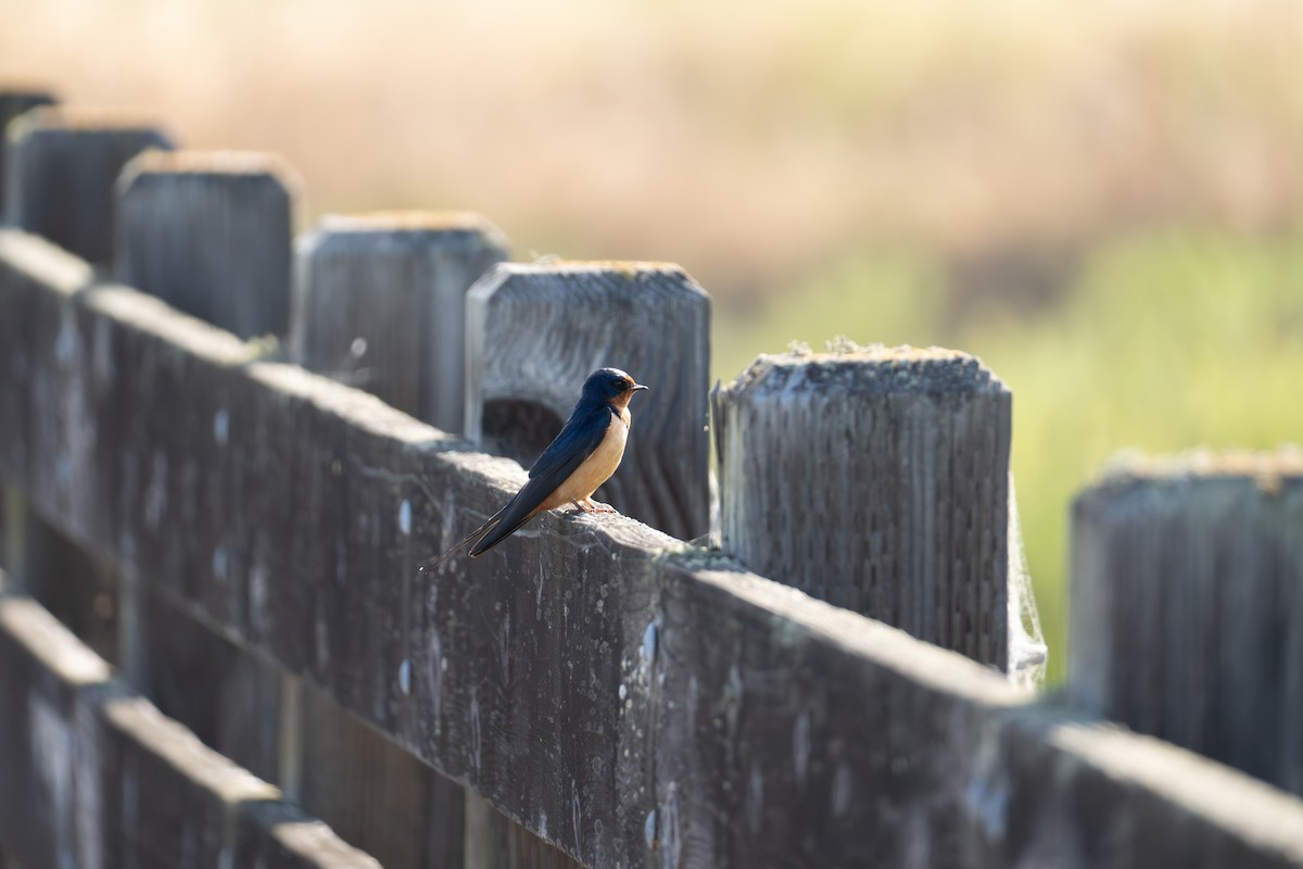 Barn Swallow - ML644125451