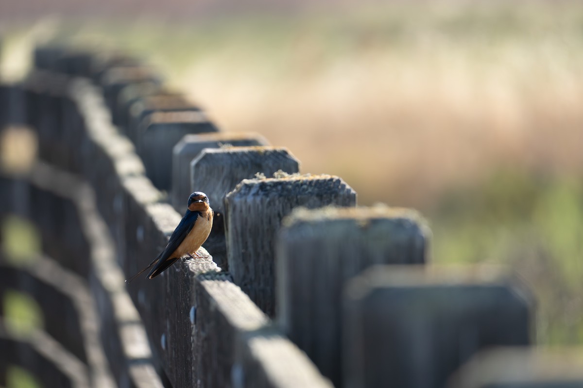 Barn Swallow - ML644125452