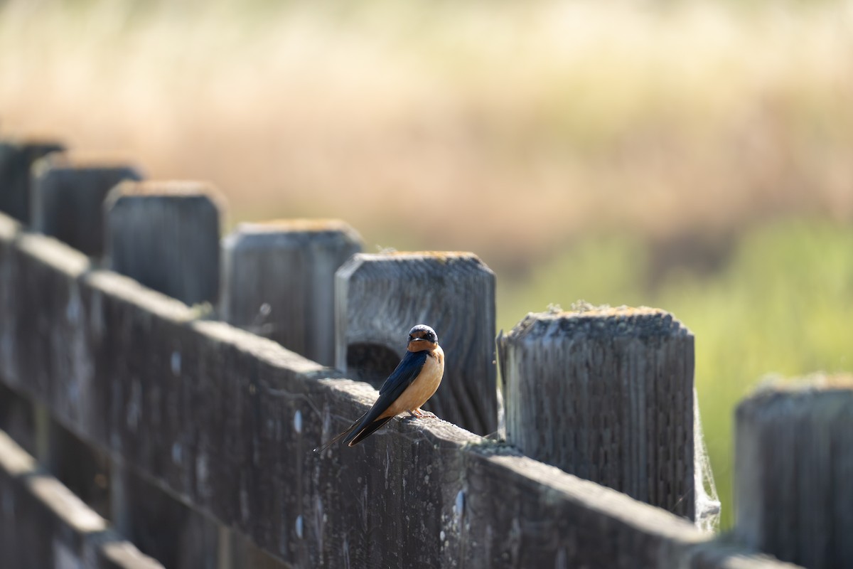 Barn Swallow - ML644125453