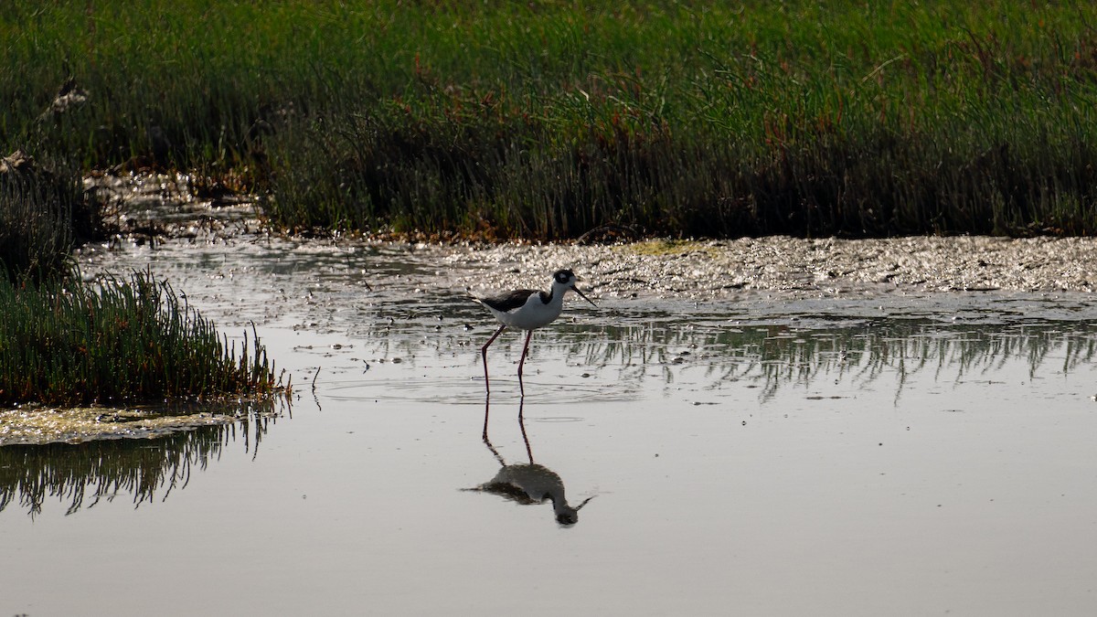 Black-necked Stilt - ML644125474