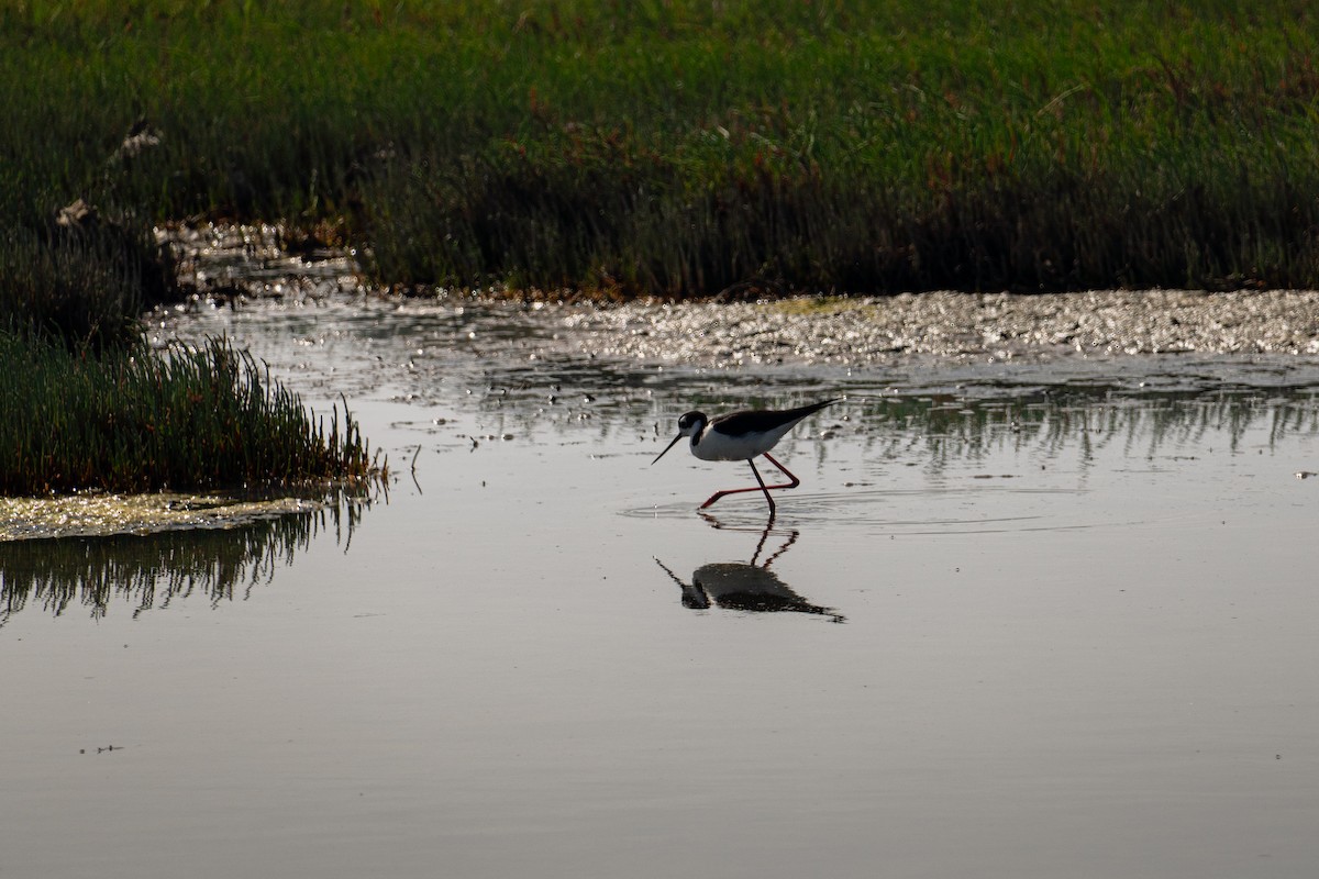 Black-necked Stilt - ML644125475