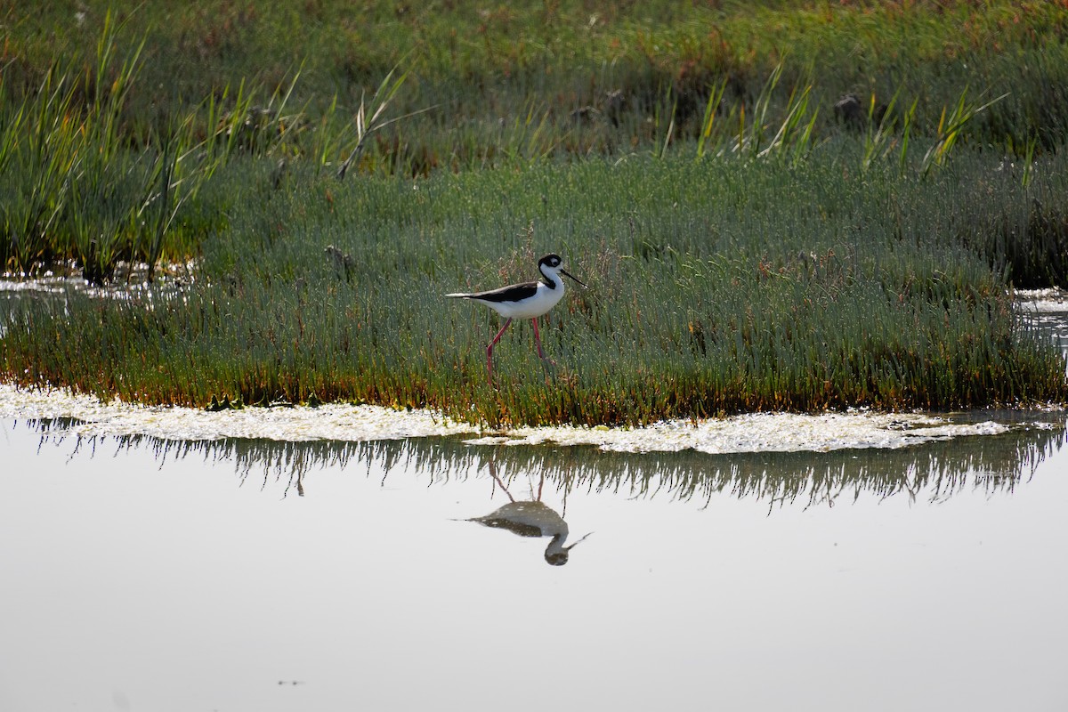 Black-necked Stilt - ML644125478