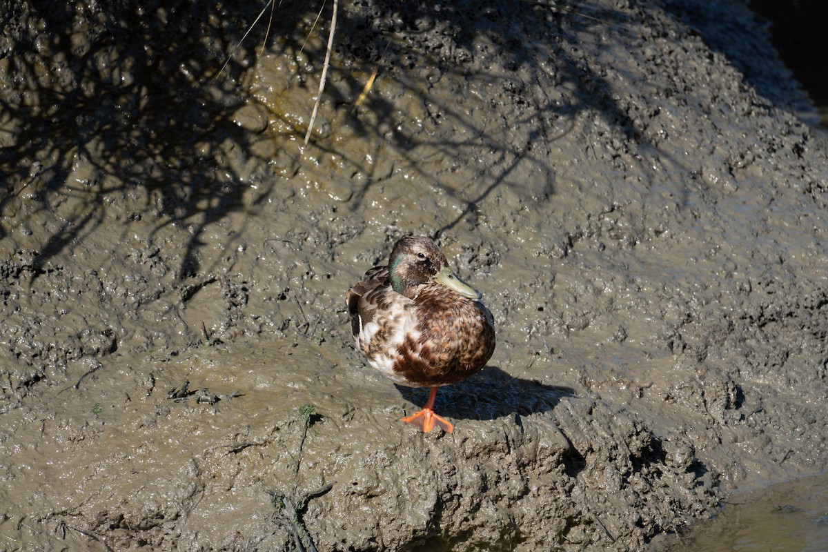 Mallard - ML644125483