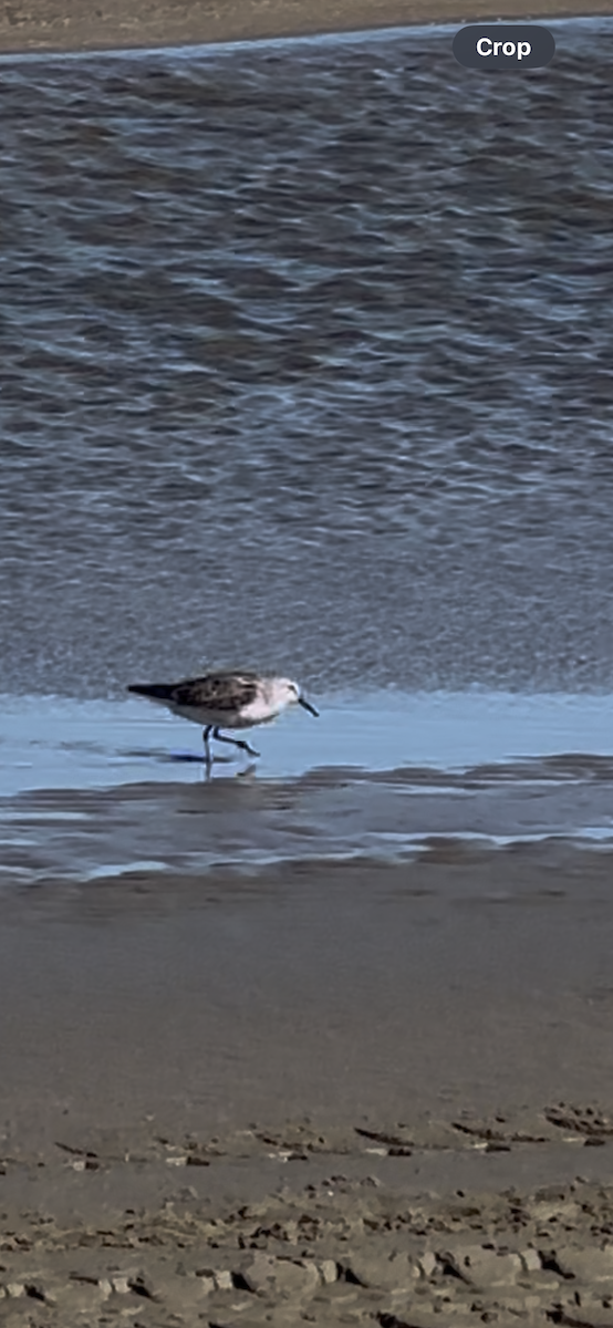 Sanderling - ML644125485