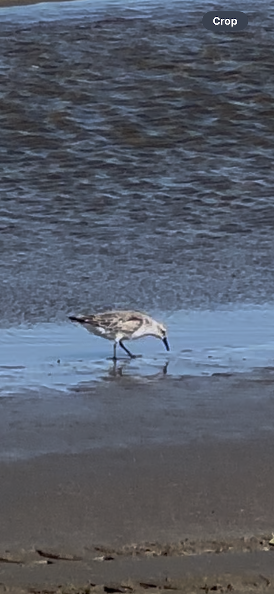 Sanderling - ML644125486