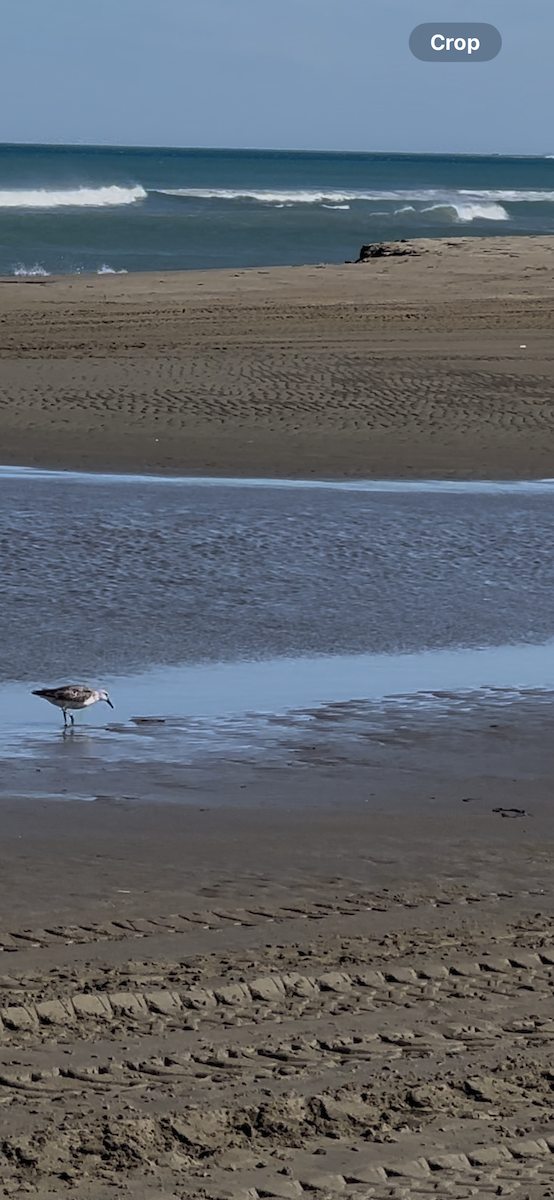 Sanderling - ML644125487