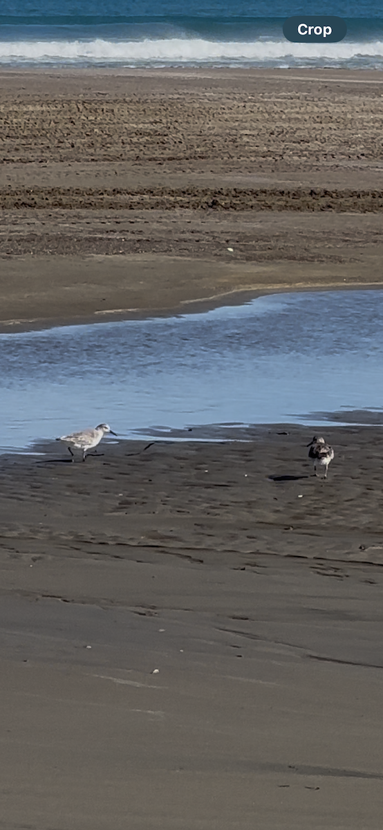 Sanderling - ML644125488