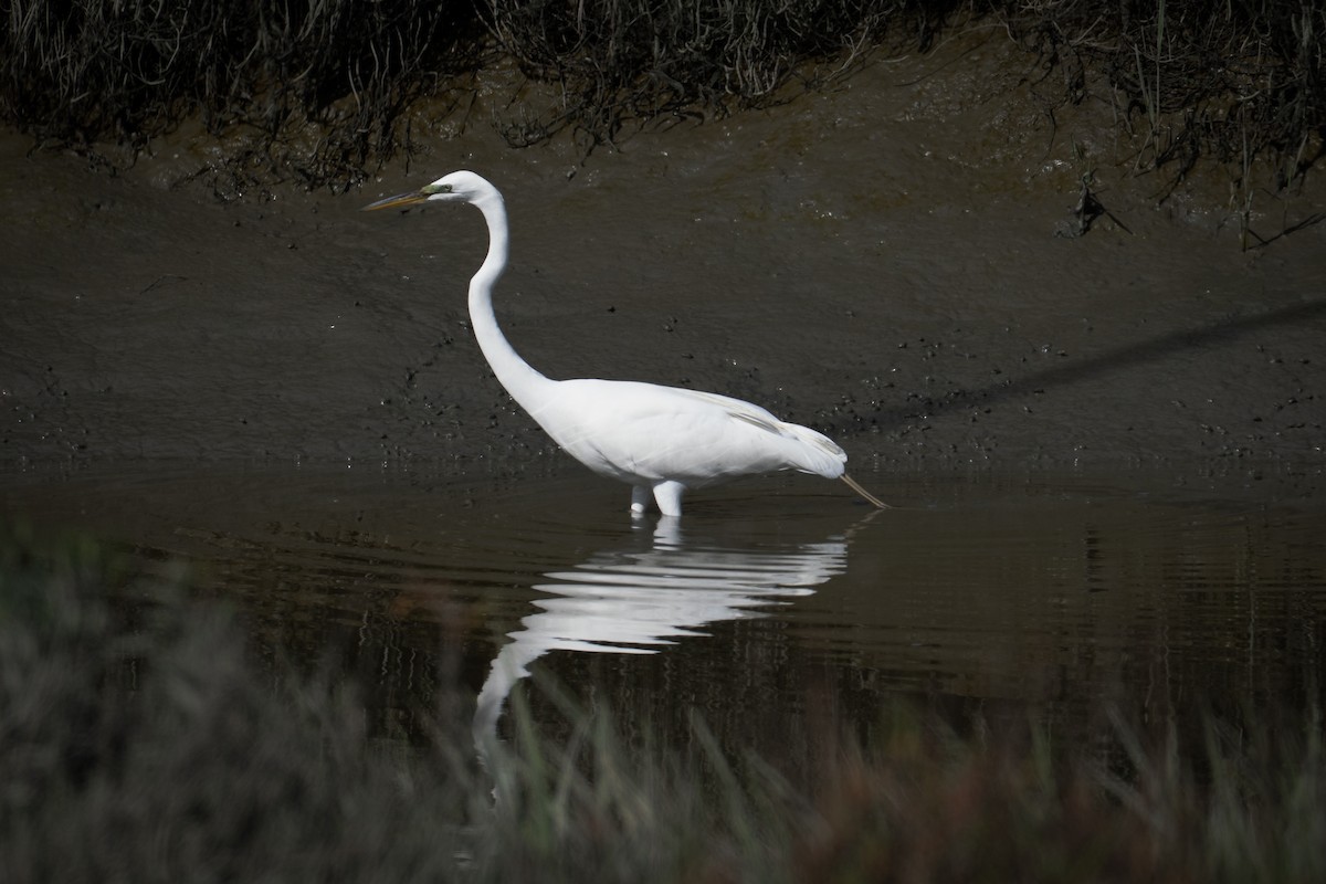 Snowy Egret - ML644125489