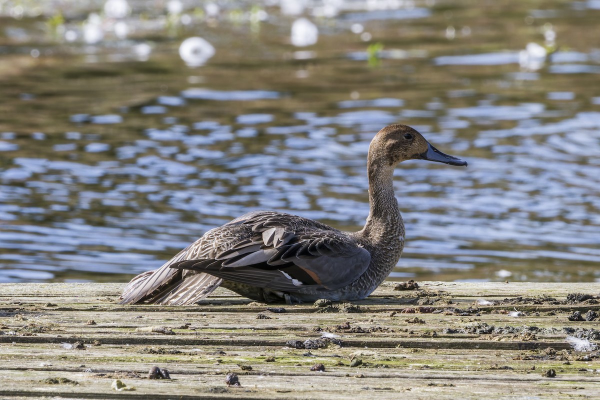 Northern Pintail - ML644125495