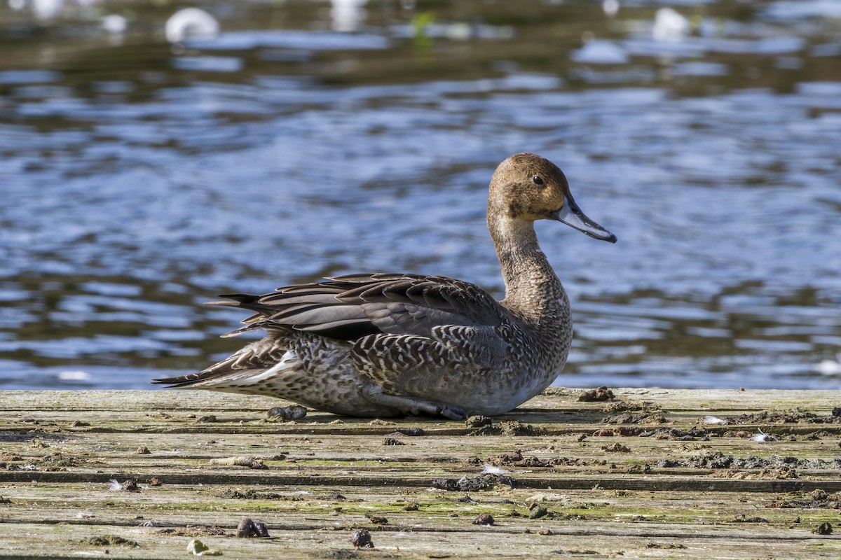 Northern Pintail - ML644125496