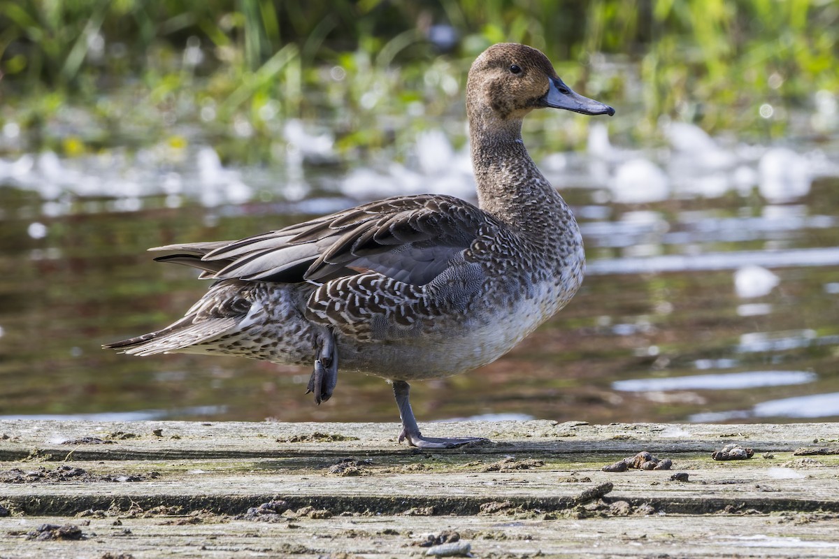 Northern Pintail - ML644125500
