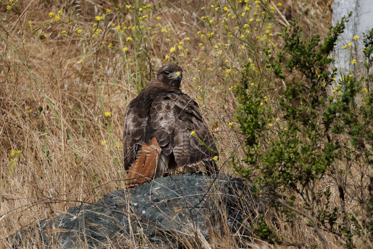 Red-tailed Hawk - ML644125501