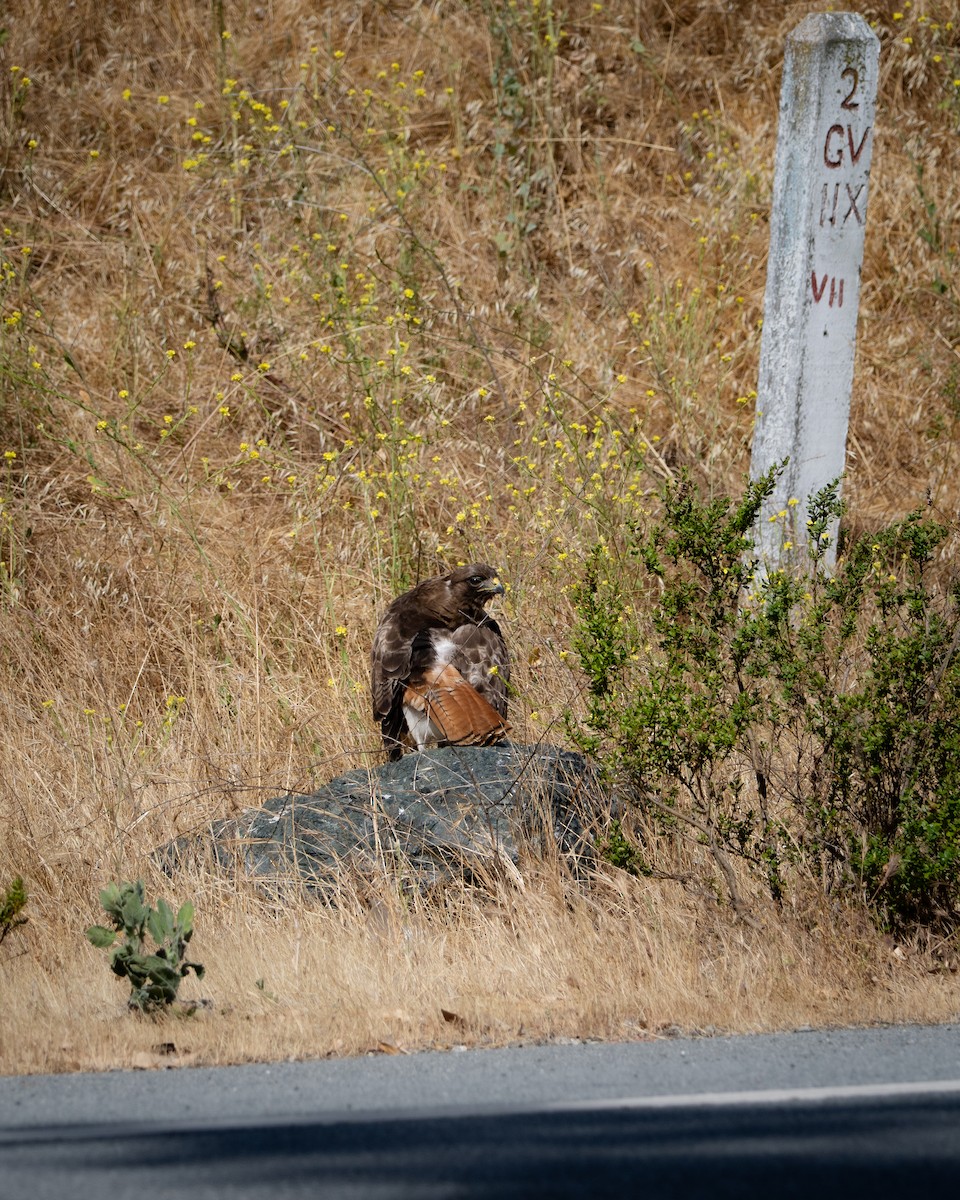 Red-tailed Hawk - ML644125502