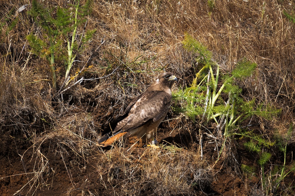 Red-tailed Hawk - ML644125503
