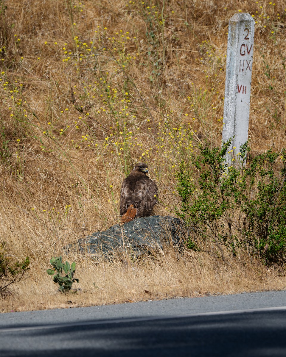 Red-tailed Hawk - ML644125504