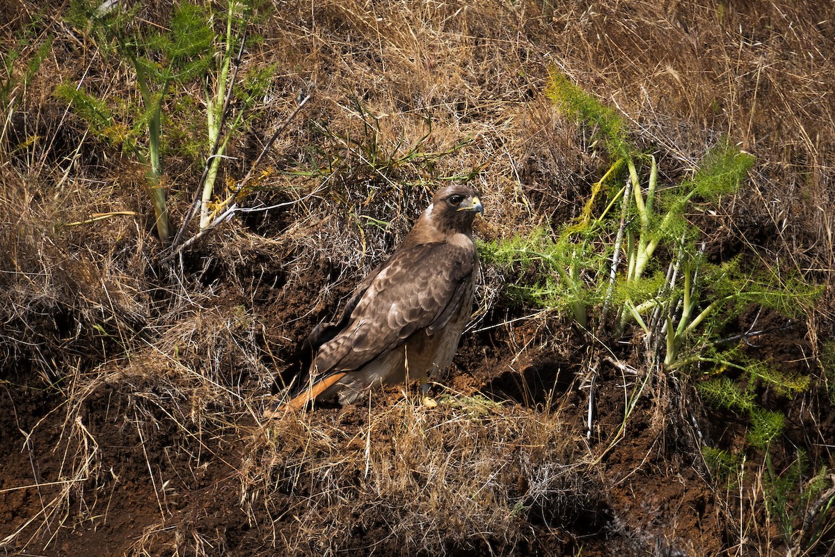 Red-tailed Hawk - ML644125505