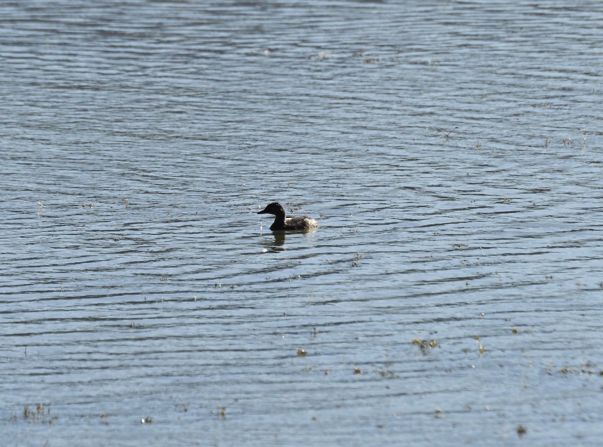 Least Grebe - ML644125509