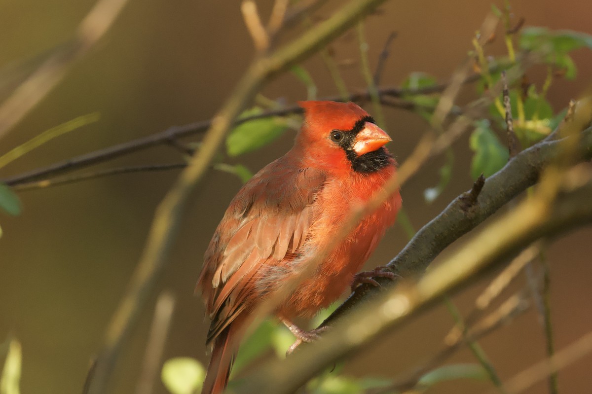 Northern Cardinal - ML644125513