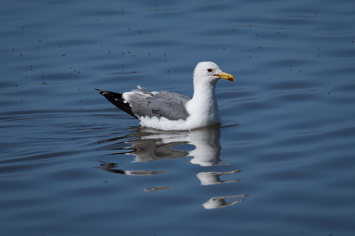 California Gull - ML644125527