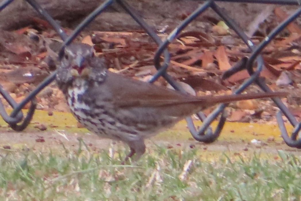 Tilki Renkli Serçe - ML644125529