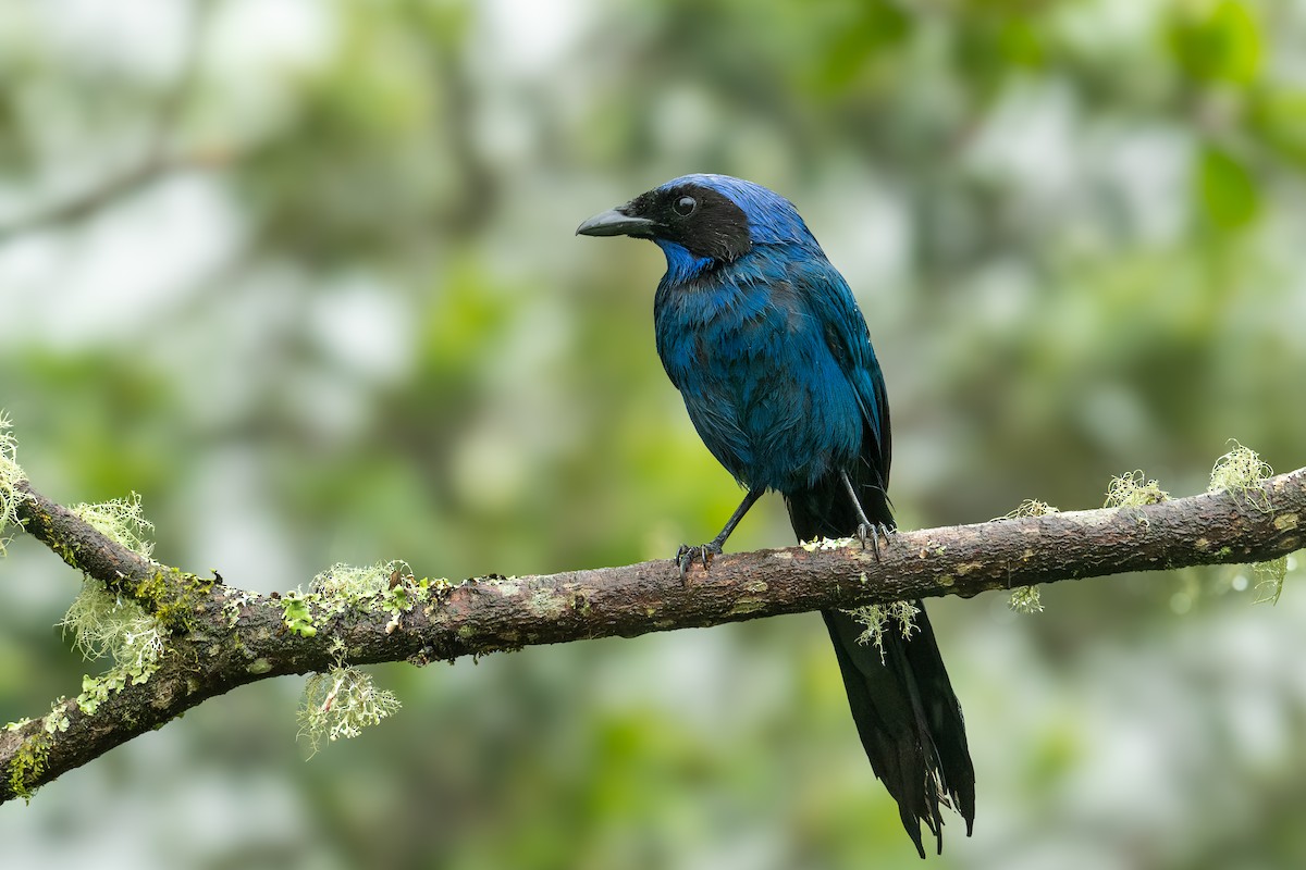 Black-collared Jay - ML644125544