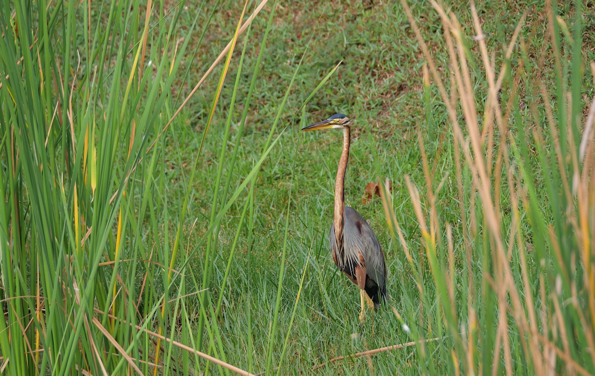 Зээрд дэглий - ML644125555