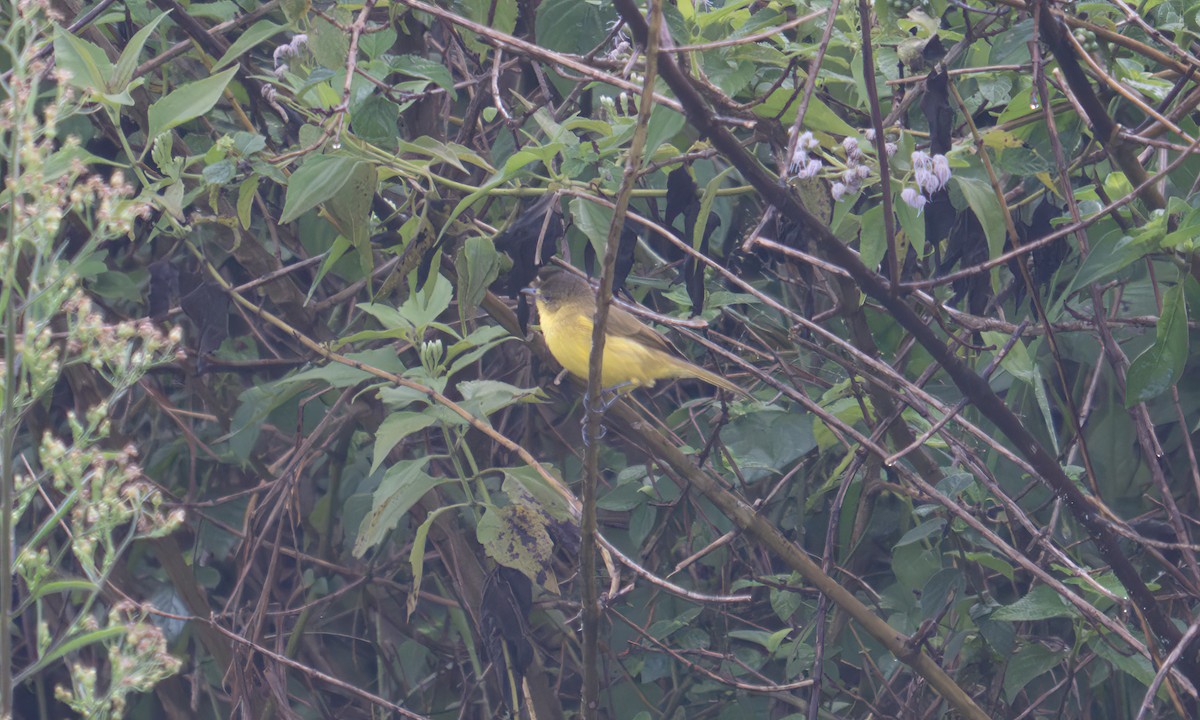 キイロムシクイ - ML644125565