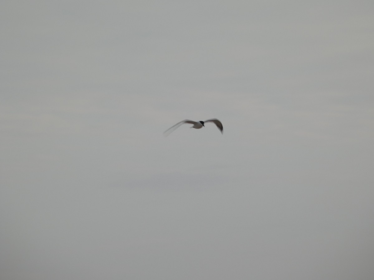 Australian Tern - ML644125571