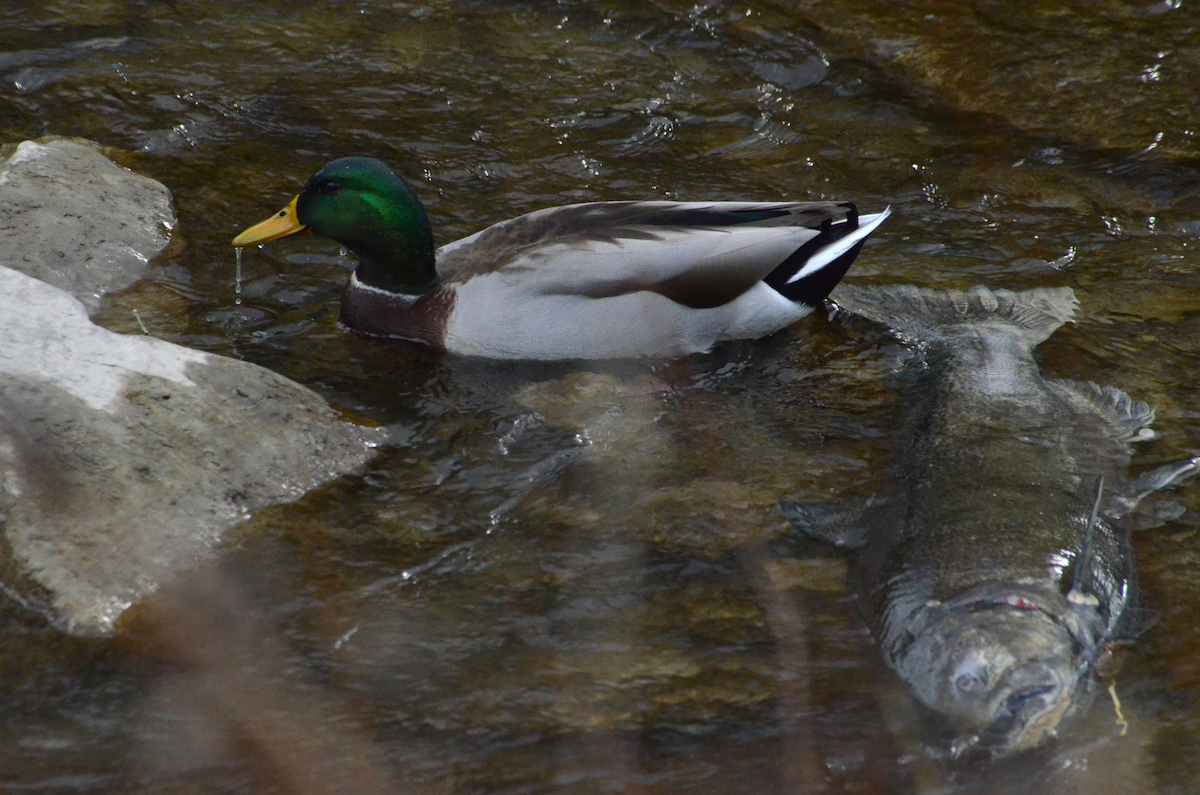 Mallard - ML644125591