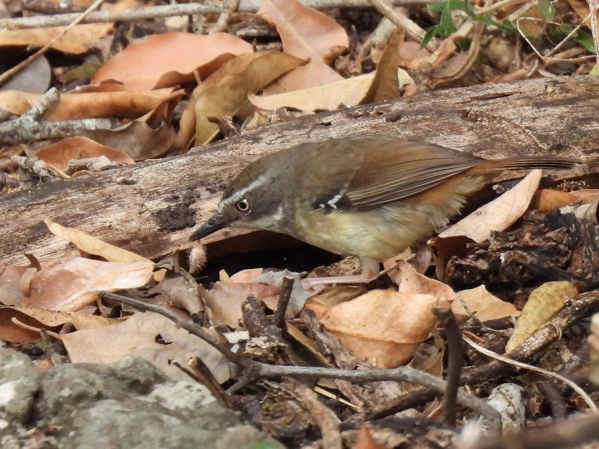 White-browed Scrubwren - ML644125596