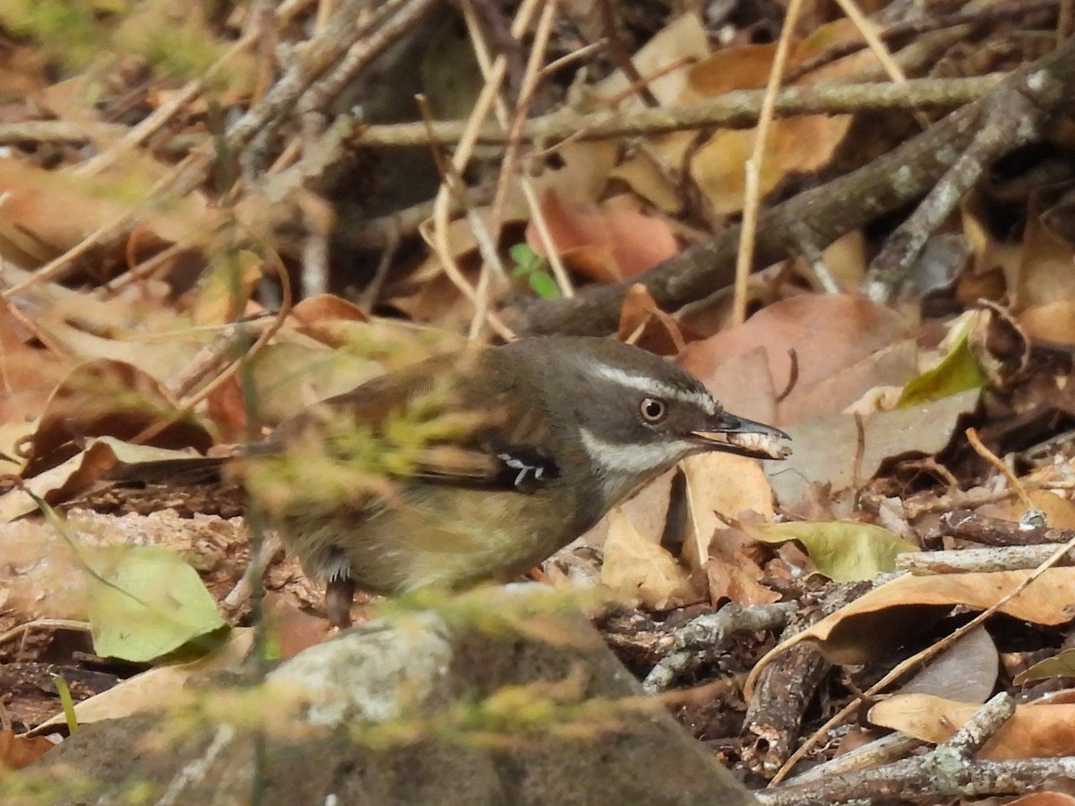 White-browed Scrubwren - ML644125597